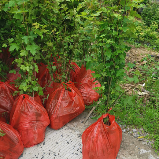 福新苗圃枫香杯苗,华龙区供应枫香无纺布袋苗品质优良