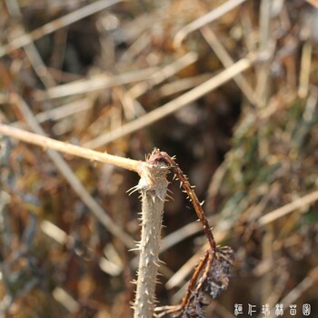 销售瑞林苗圃刺嫩芽苗价格实惠,刺老芽苗