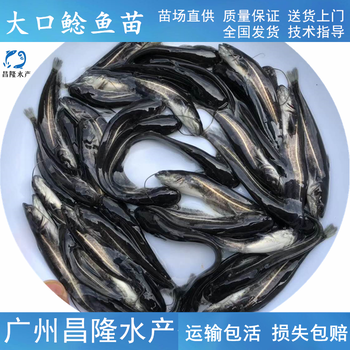 广州直供大口鲶鱼苗面向全国发货,六须鲶