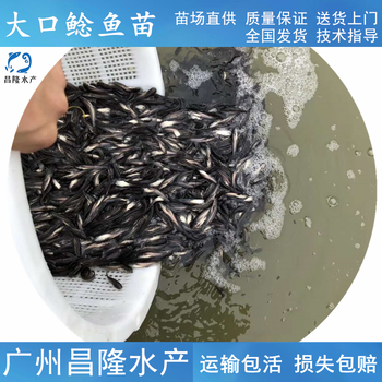 南宁求购大口鲶鱼苗鱼苗批发,南方大口鲶鱼苗