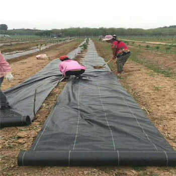 正宇除草地布,济南全新防草布盖草布质量可靠