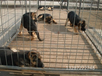 玉林优质肉狗养殖饲养技术,改良肉狗