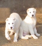 信阳哪里有出售大型犬的中亚牧羊犬什么价格正规养狗场出售图片0