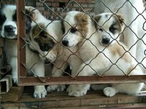 信阳哪里有出售大型犬的中亚牧羊犬什么价格正规养狗场出售图片2