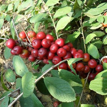 貴州2年鈣果苗規(guī)格