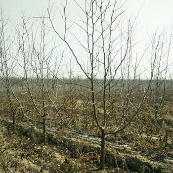 安徽12公分枣树品种