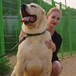 牡丹江哪里有出售大型犬的中亚牧羊犬什么价格正规养狗场出售
