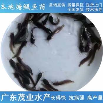 广东茂业水产胡子鲶鱼苗,湘西3公分起塘鲺鱼苗求购本地塘鲺鱼苗三黄本地塘鲺鱼苗报价