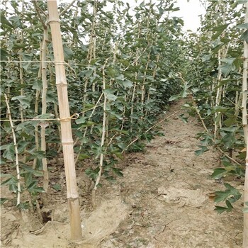 大五菱山楂樹(shù)苗新品種