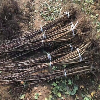 甜紅子山楂樹苗一畝地產(chǎn)多少斤