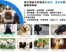 纯血统拉布拉多犬哪里有卖的血统纯正全国发货