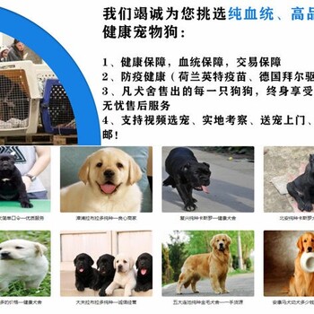 宠物拉布拉多犬什么价格齐血统正