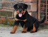 出售罗威纳犬纯血统罗威纳养殖基地品质保证签协议
