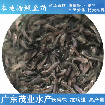 广东茂业水产塘角鱼苗,广州3公分起塘鲺鱼苗求购本地塘鲺鱼苗塘角鱼苗品种