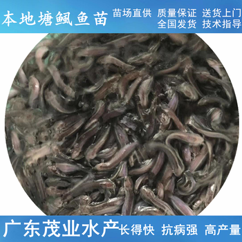 广东茂业水产胡子鲶鱼苗,常德本地塘鲺鱼苗塘角鱼苗品种