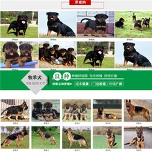 景德镇拉布拉多犬价格疫苗齐包健康图片