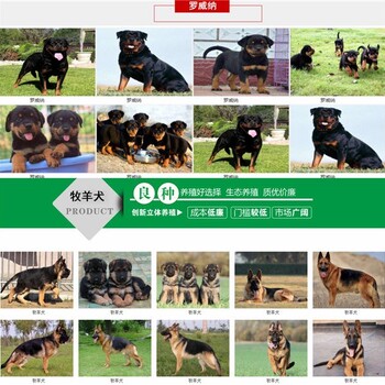 拉布拉多犬有几种颜色品质签协议