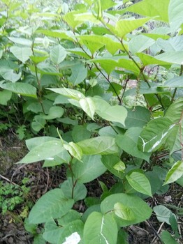 重庆生产虎杖苗种植基地