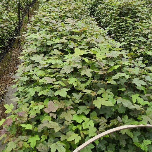 福新苗圃枫香地苗,石家庄从事枫香小苗服务