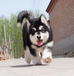 邳州市阿拉斯加幼犬出售阿拉斯加养狗场电话