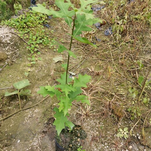 福新苗圃娜塔栎树苗,怀柔生产娜塔栎小苗服务至上