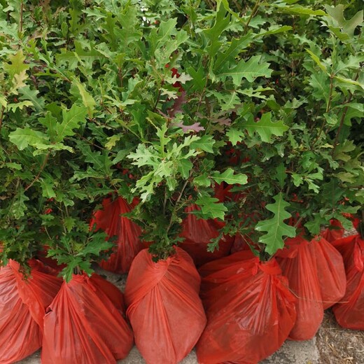 福新苗圃娜塔栎小苗种植基地,东丽生产娜塔栎小苗规格