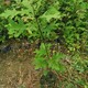 娜塔栎小苗种植基地图