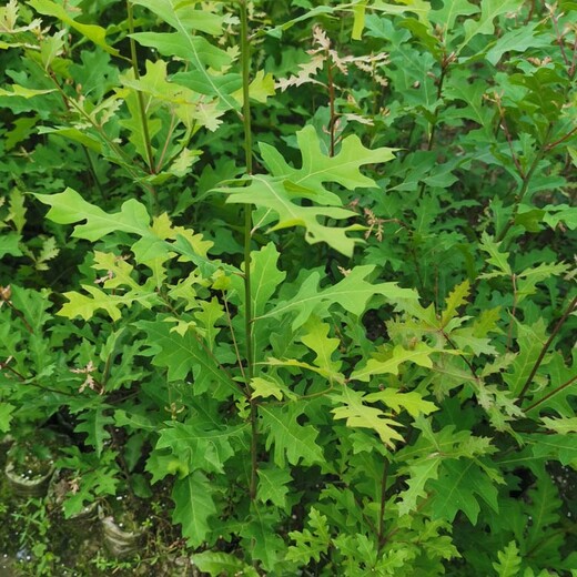 朝阳供应娜塔栎小苗,娜塔栎苗木