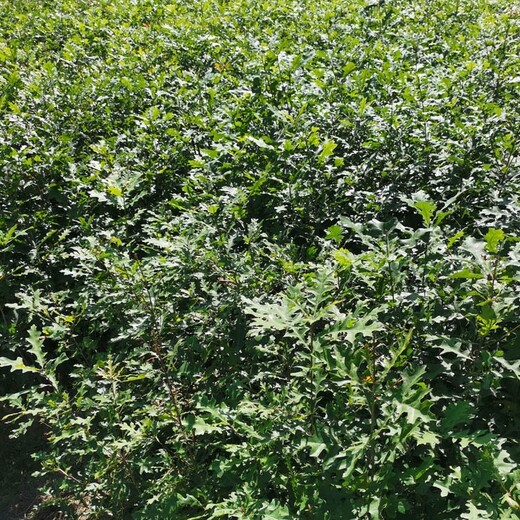 平谷生产娜塔栎小苗厂家,娜塔栎小苗种植基地
