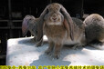 温州养兔送大棚种兔农广天地拍摄种兔场,肉兔