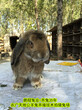 臨滄合同養兔種兔農廣天地拍攝種兔場,肉兔