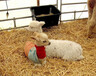 福建厦门优质羊驼,羊驼养殖场