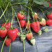湖北適合種植的草莓苗培育基地