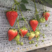吉林草莓苗供应基地