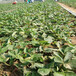 天津适合种植的草莓苗供应基地
