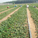 广西草莓苗培育基地