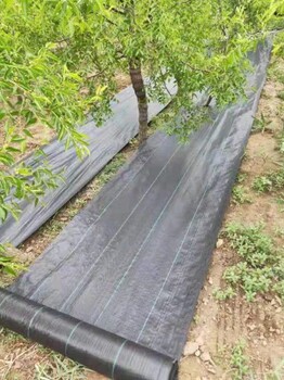 沧州环保防草布盖草布质量可靠,除草地布