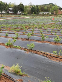 正宇除草地布,南阳定制防草布盖草布