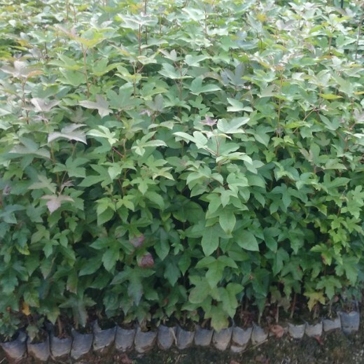 红山区生产枫香无纺布袋苗服务至上,枫香袋苗.枫香容器苗