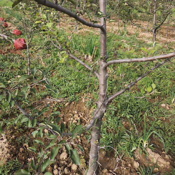 赣州苹果树