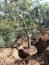 山西16公分山楂樹產地貨源,紅果樹圖片