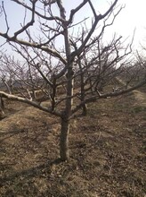10-12公分山楂樹介紹,紅果樹圖片