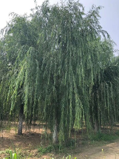 安徽10公分垂柳树种植