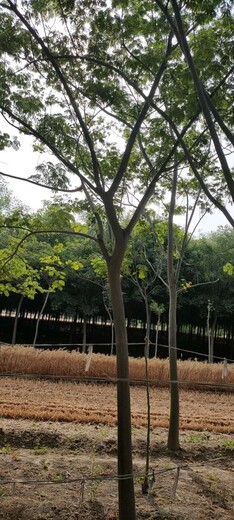 重庆15公分合欢树,金合欢树
