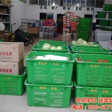 黄埔区蔬菜配送_康峰专业配送_黄埔区蔬菜配送公司图片