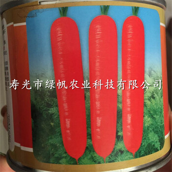 高盛F1胡萝卜杂交种早春红根胡萝卜种子大田基地用种