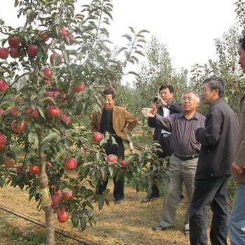 河北桃树批发佳苑苗木基地