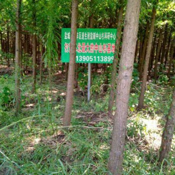 靖江6公分中山杉出售
