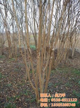 平盛苗圃圖7CM紫薇紫薇