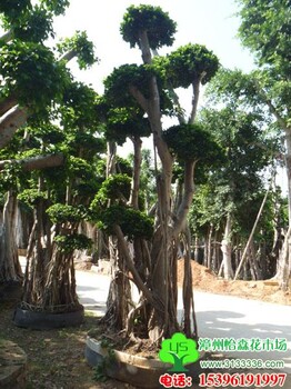 漳浦怡森造型榕树桩头（三角梅造型盆景）工程苗木价格